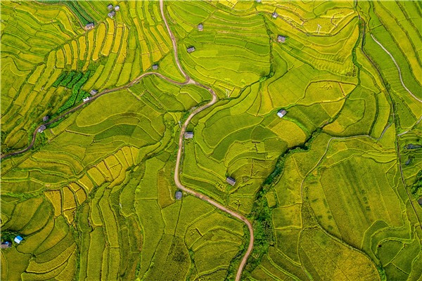 4.十里西疇熟稻香，槿花籬落竹絲長。朱昌維 攝.jpg