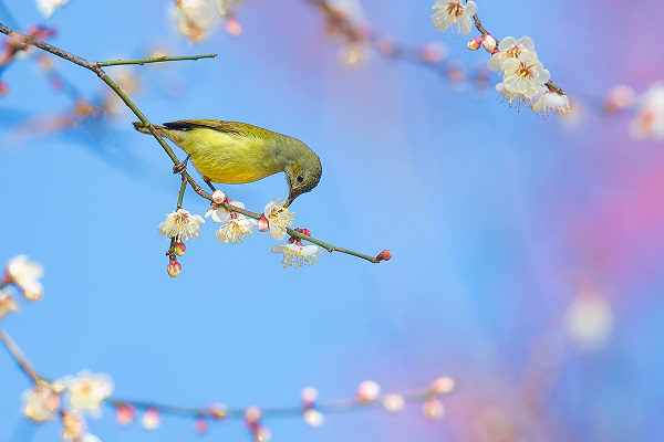 圖片1.png 圖片1.png