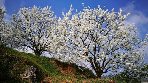 圖1(原圖).jpg 圖1(原圖).jpg