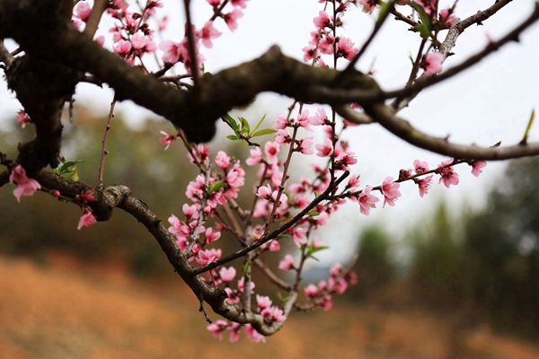 圖10(600).jpg 圖10(600).jpg