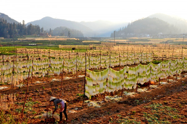 蘿卜條 石屏農(nóng)科局徐文輝_副本.jpg