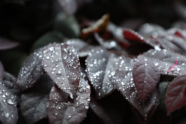 文山  東邊日出西邊雨，道是無晴卻有晴。.png
