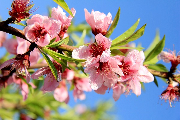 東川  東邊日出西邊雨，道是無晴卻有晴。.jpg