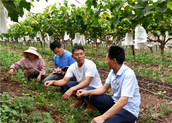 5雙柏縣紀(jì)委監(jiān)委聚焦民生、營(yíng)商環(huán)境等領(lǐng)域突出問(wèn)題，組織紀(jì)檢監(jiān)察干部深入一線，精準(zhǔn)施治影響脫貧攻堅(jiān)質(zhì)效的各類(lèi)腐敗和作風(fēng)問(wèn)題。圖為近日，該縣紀(jì)檢監(jiān)察干部向大麥地鎮(zhèn)葡萄種植基地負(fù)責(zé)人了解有關(guān)情況。（雙柏縣紀(jì)委監(jiān)委 劉余芳 攝影  聯(lián)系電話：18087882055）.jpg