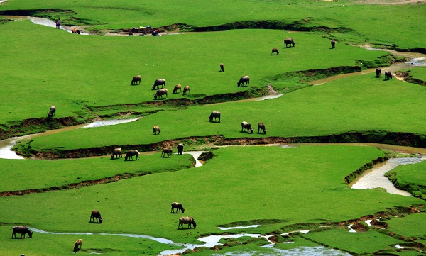 廣南  縱橫阡陌流水殤，青草牛羊滿地歡。（何興態 攝）.jpg