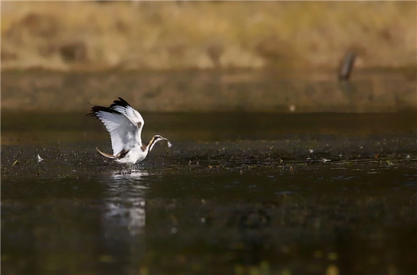【跟著鏡頭品詩詞】錦鳥報春