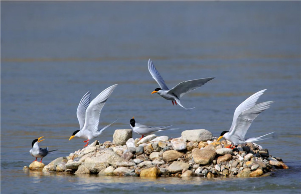 【跟著鏡頭品詩詞】錦鳥報春