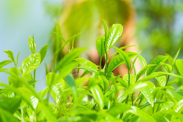 鏡頭 | 水秀山川 大美江東