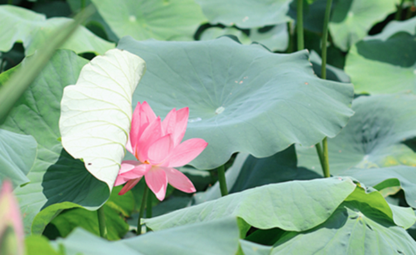 跟著鏡頭品詩詞｜風荷舉