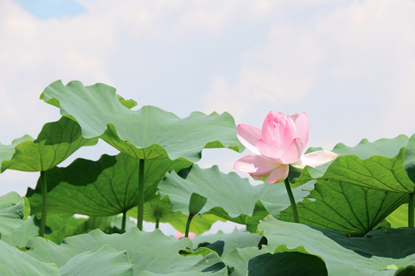 跟著鏡頭品詩詞｜風荷舉