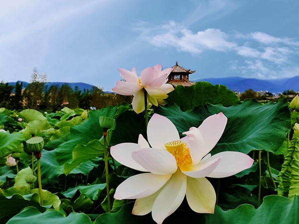 跟著鏡頭品詩詞｜風荷舉