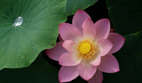 跟著鏡頭品詩詞｜風荷舉