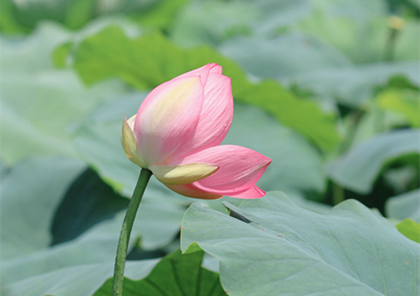 跟著鏡頭品詩詞｜風荷舉