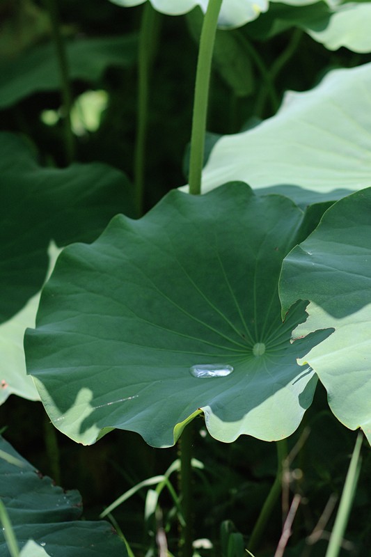 跟著鏡頭品詩詞｜風荷舉