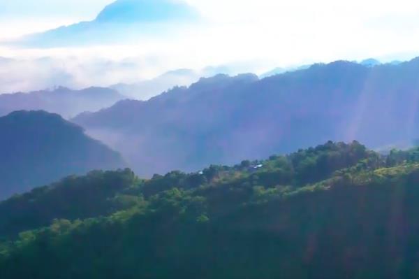 清廉建設 守護“森林”