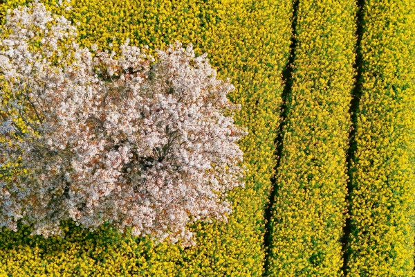 鏡頭丨春分時節賞春光