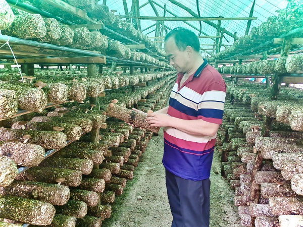 梁河：監督保障“蕈”福產業 助力農戶增收致富